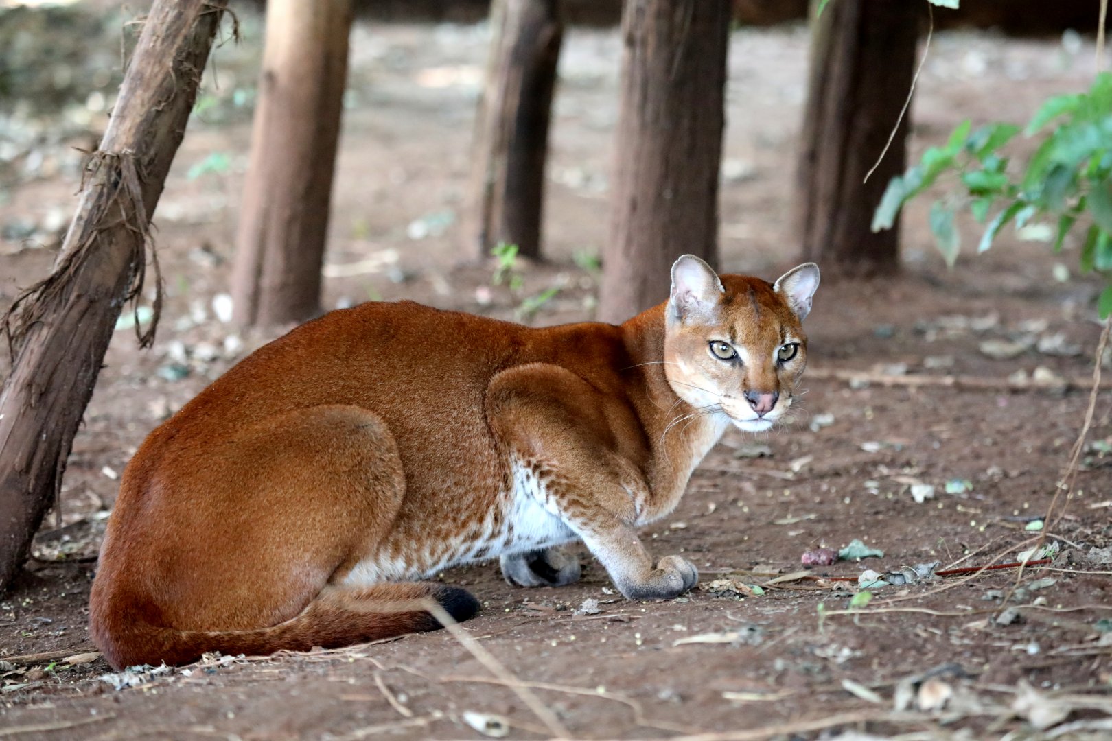 A captive African Golden Cat